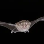 Ecological Lighting Assessment